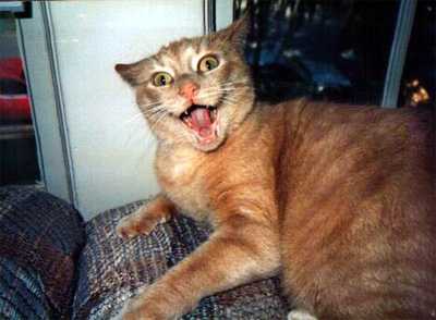 Pets are always the first to sense danger. In Appleton City, they can also sense ugly. As you can imagine, the animals here act like crazy bastards all day long. I hate all cats, except this one.